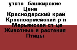утята  башкирские › Цена ­ 80 - Краснодарский край, Красноармейский р-н, Марьянская ст-ца Животные и растения » Птицы   